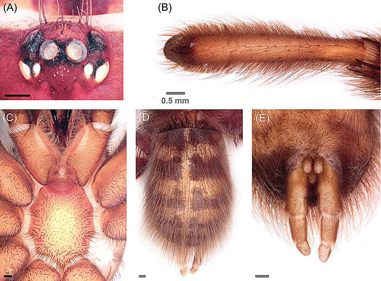 Hairy Giant Dominates Dwarf Community: Unbelievable Story