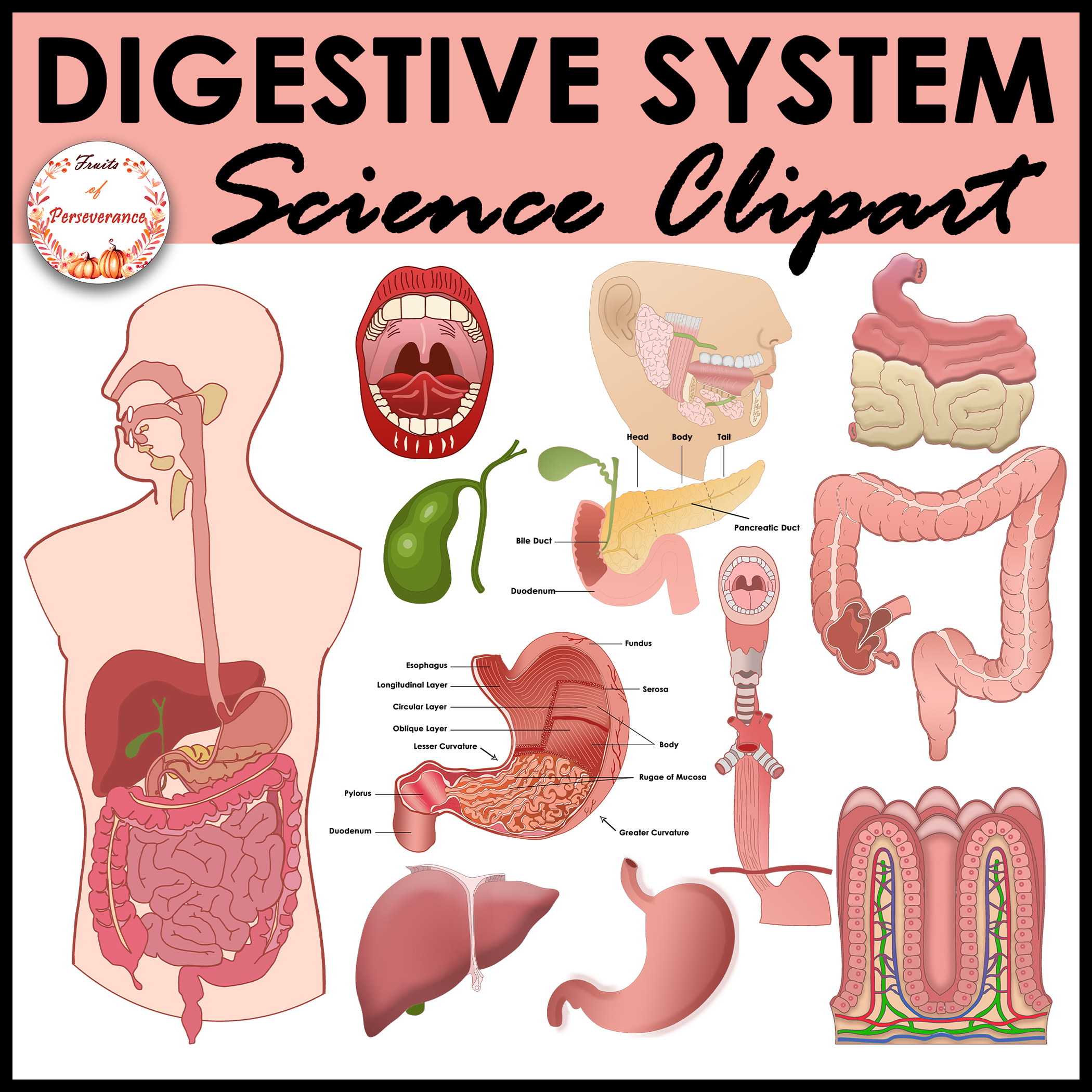 Animated Digestive System Clip Art Animated Digestive System Clip Art