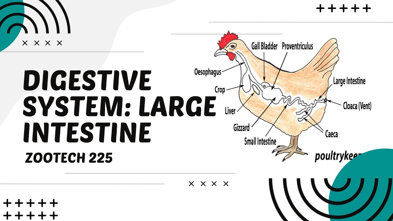 Chicken Intestine Clip Art for Digestive System Visuals