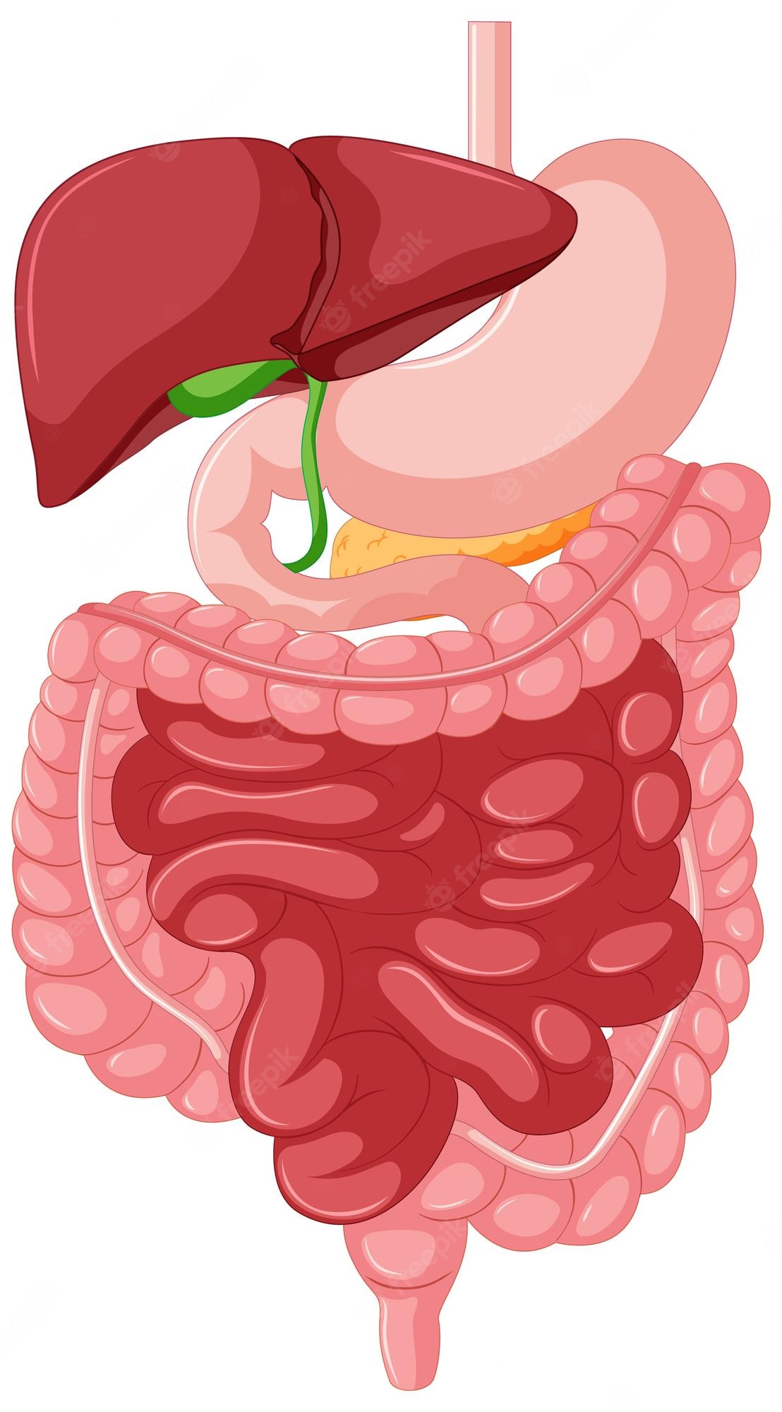 Digestive System Clip Art Free Vector In Open Office Drawing Svg Svg Digestive System Clip Art Free Vector In Open Office Drawing Svg Svg
