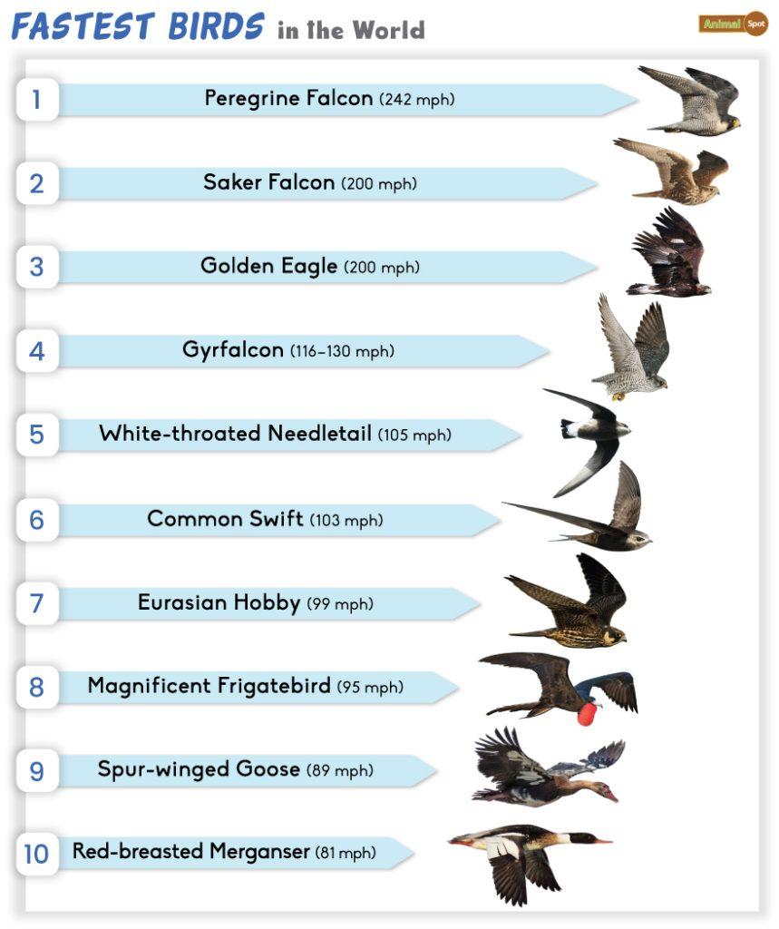 List Of The Top 10 Fastest Birds In The World Facts And Pictures List Of The Top 10 Fastest Birds In The World Facts And Pictures