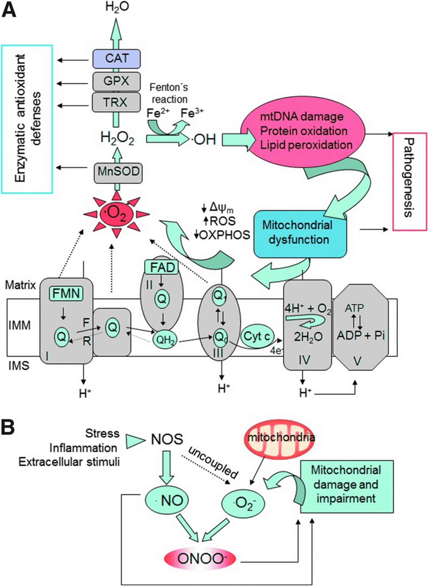 Oxygen Related Stress And Mitochondrial Function In Bd Organoids A Gene Oxygen Related Stress And Mitochondrial Function In Bd Organoids A Gene
