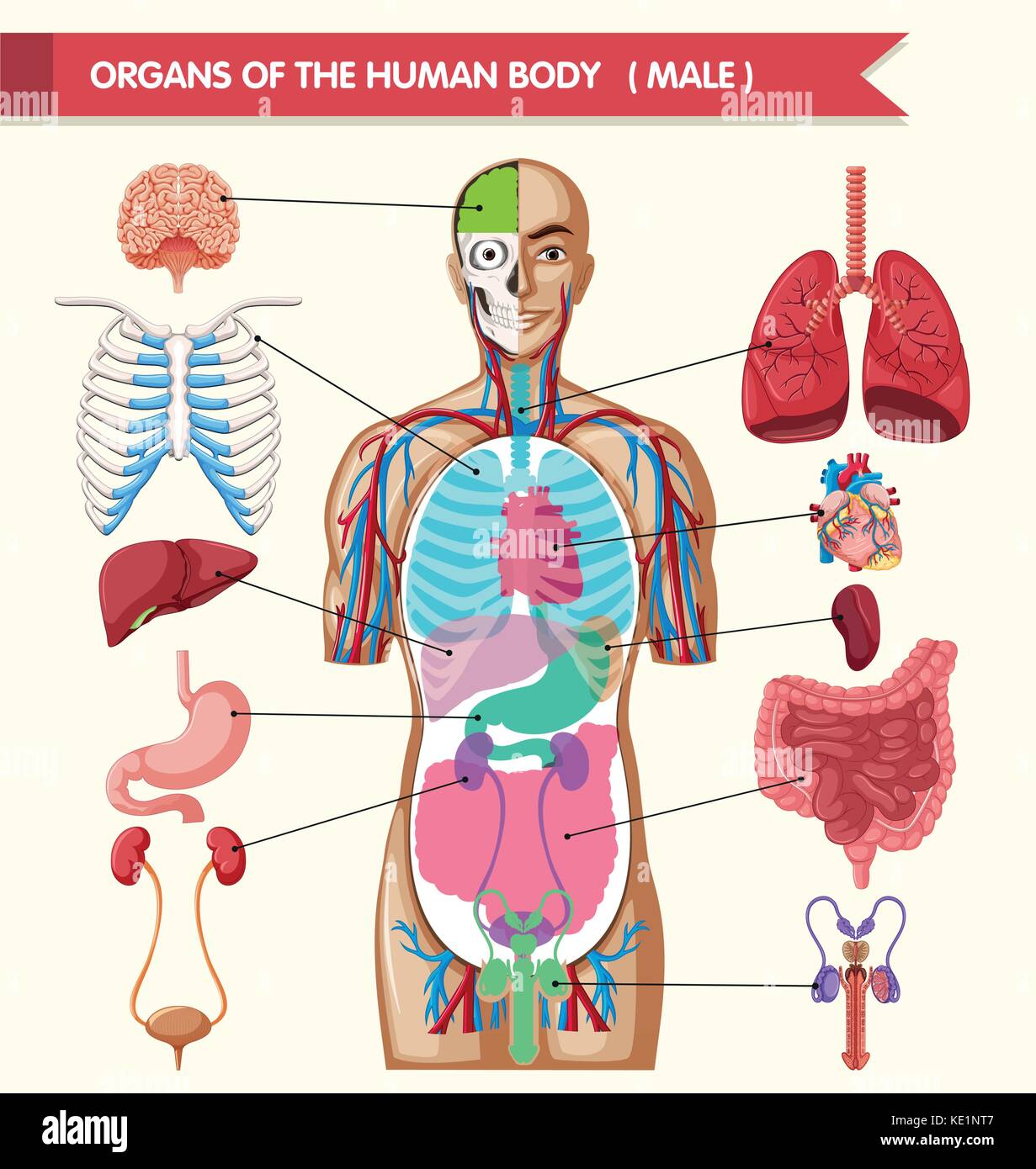 pics of organs in body