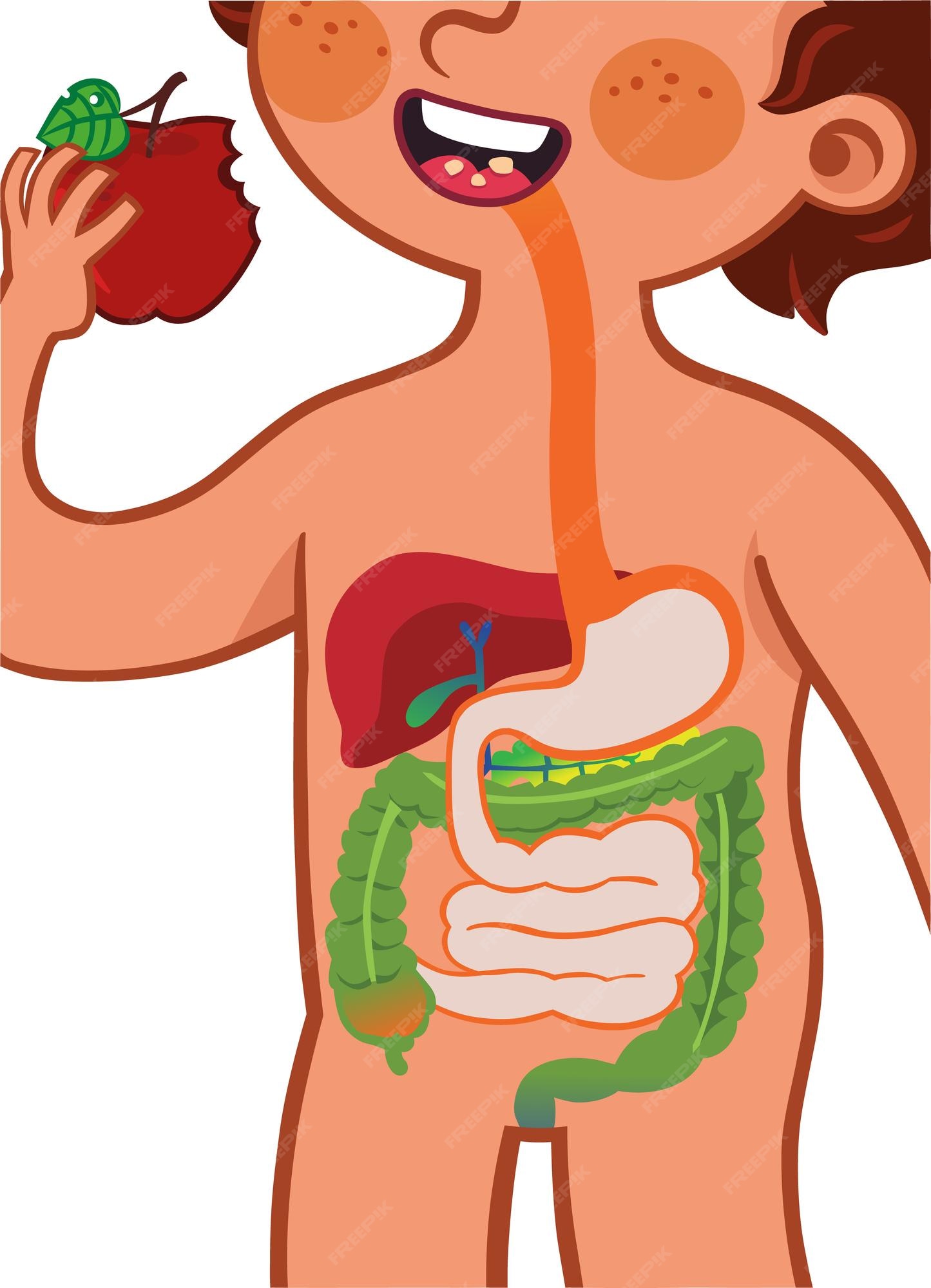 Premium Vector Vector Illustration Showing The Digestive System Of A Premium Vector Vector Illustration Showing The Digestive System Of A